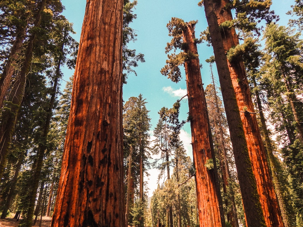 Yosemite's Mariposa Grove of Giant Sequoias